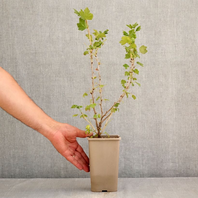 Gooseberry Easycrisp 'Mme Sansouci' 1.5L/2L pot, Clump sample as delivered in summer