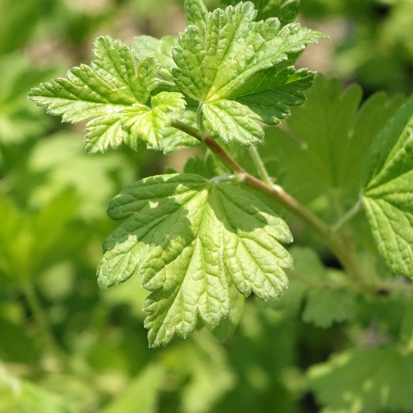 Gooseberry Freedonia - Ribes uva-crispa (Foliage)