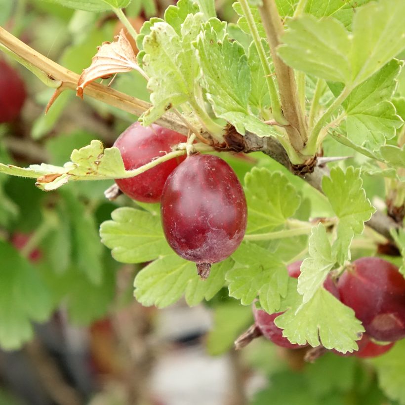 Gooseberry Hinnönmaki Röd - Ribes uva-crispa (Harvest)