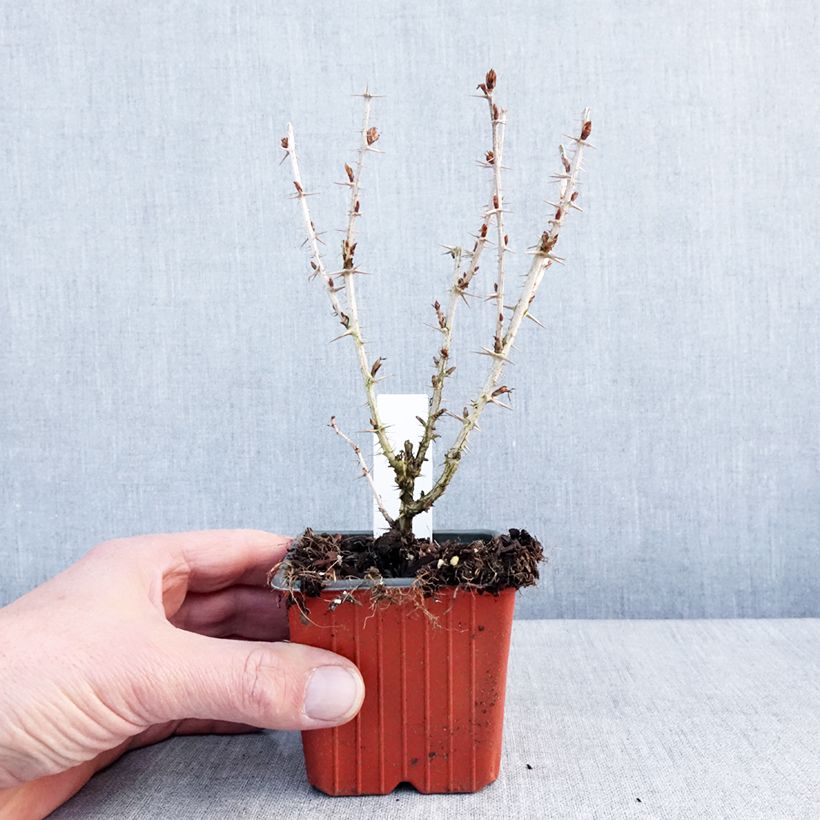 Gooseberry Green Hinnonmaki - Ribes uva-crispa 8/9 cm pot sample as delivered in winter