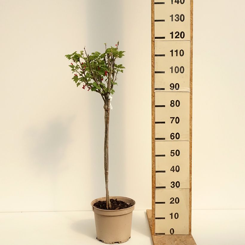 Redcurrant Mactor - Georges Delbard 7.5L/10L pot, Quarter standard sample as delivered in summer
