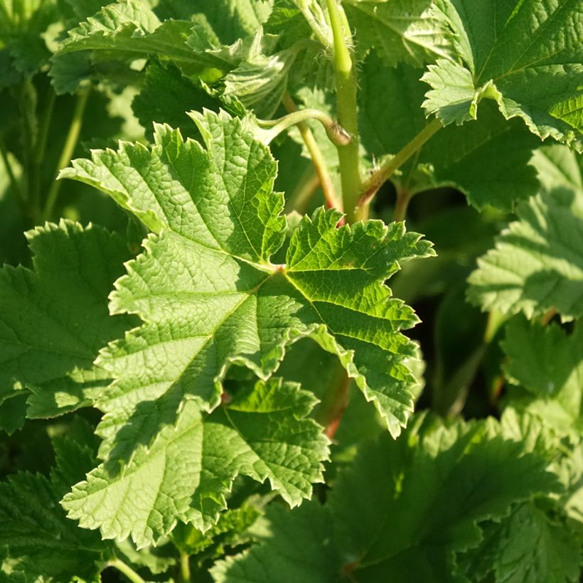 Redcurrant Red Lake - Georges Delbard (Foliage)