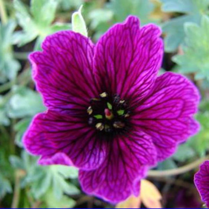 Geranium cinereum Purple Pillow - Ashy Cranesbill (Flowering)