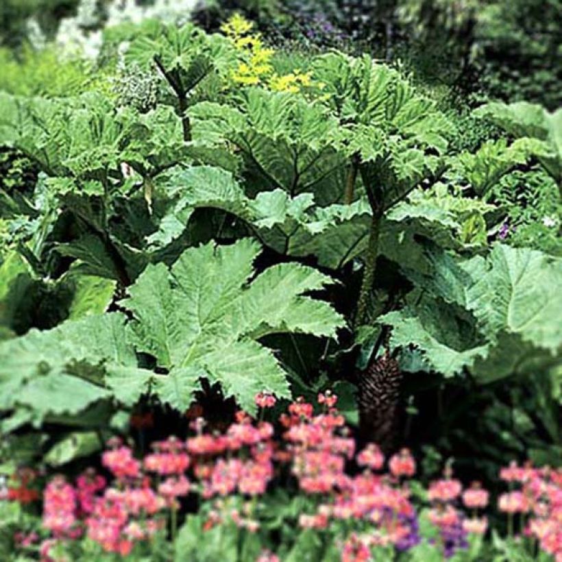 Gunnera manicata - Brazilian Giant-rhubarb (Plant habit)