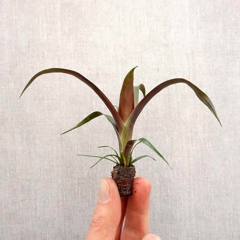 Guzmania  Akabar Root ball 5cm x 7cm sample as delivered in spring