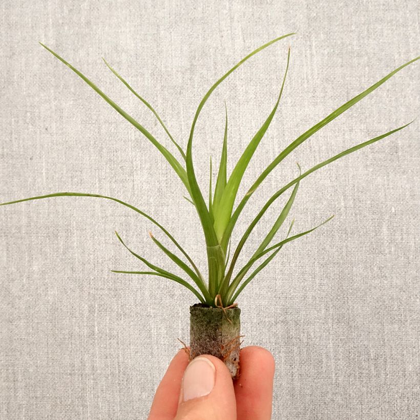 Guzmania  Alerta Root ball 5cm x 7cm sample as delivered in spring