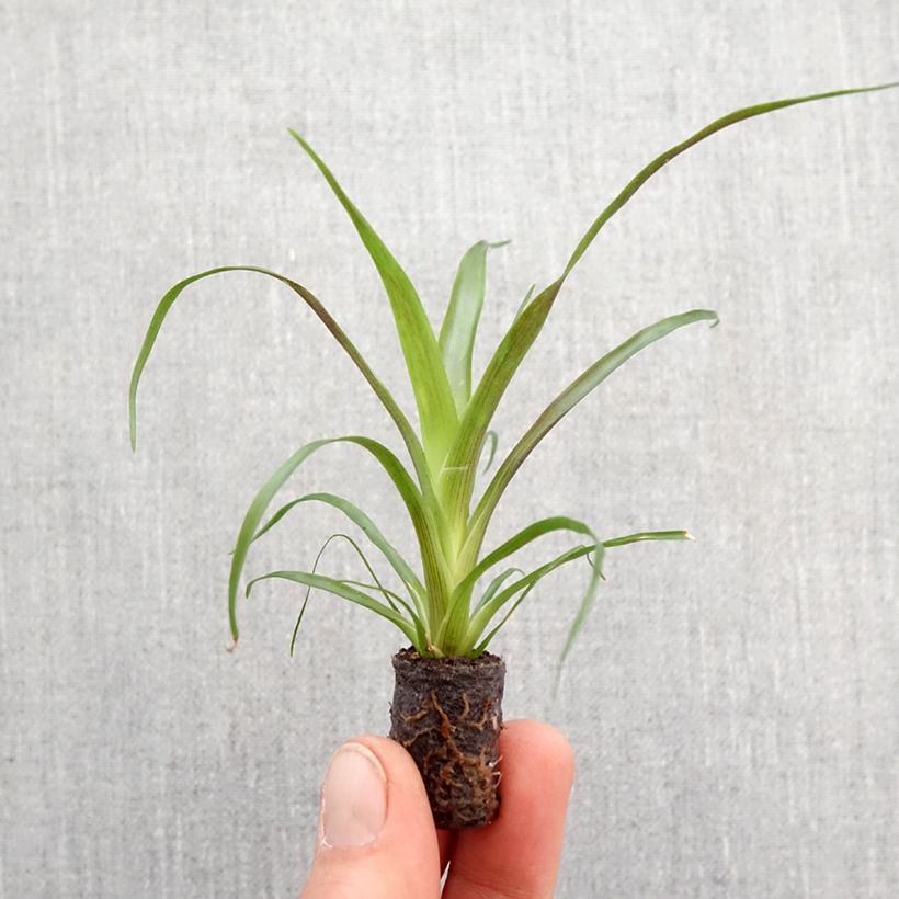 Guzmania  Calypso Root ball 5cm x 7cm sample as delivered in spring