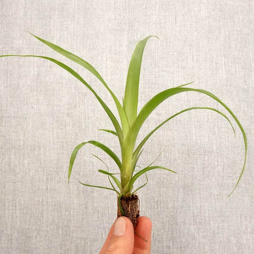 Guzmania  Filou Root ball 5cm x 7cm sample as delivered in spring