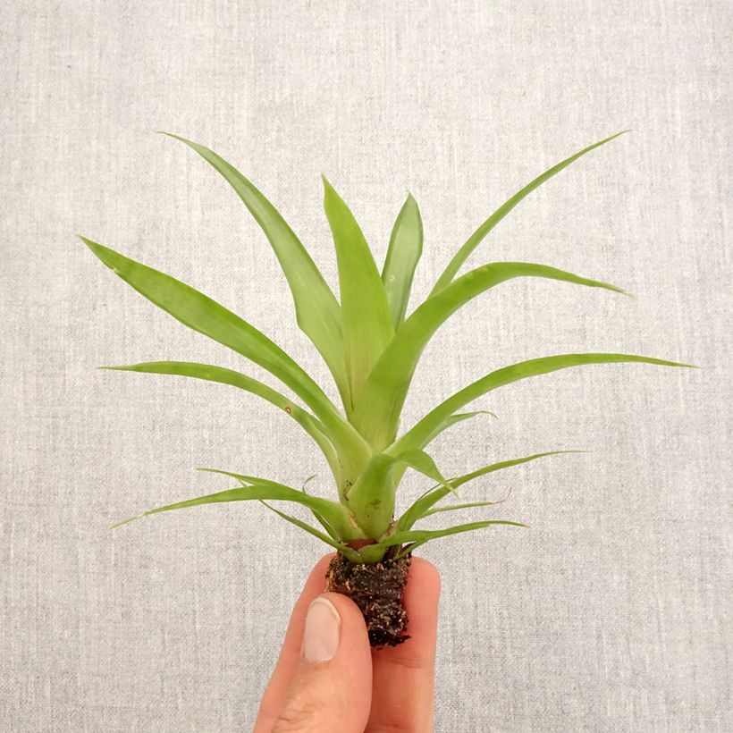 Guzmania Flava Mini-plante sample as delivered in spring