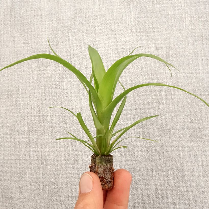 Guzmania Hilda Mini-plante sample as delivered in spring