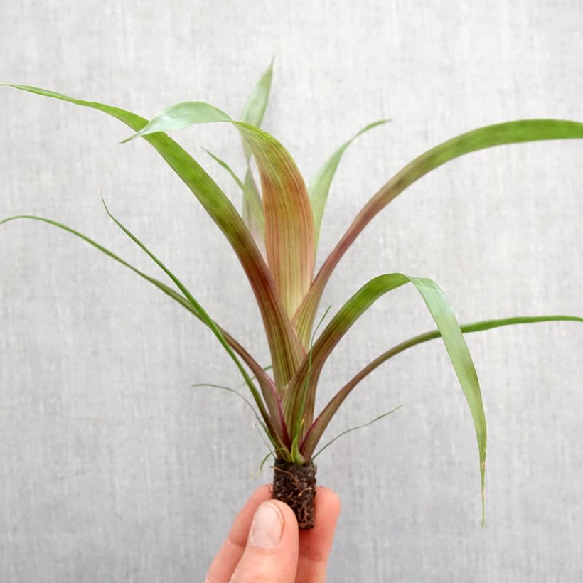 Guzmania  Limones Root ball 5cm x 7cm sample as delivered in spring
