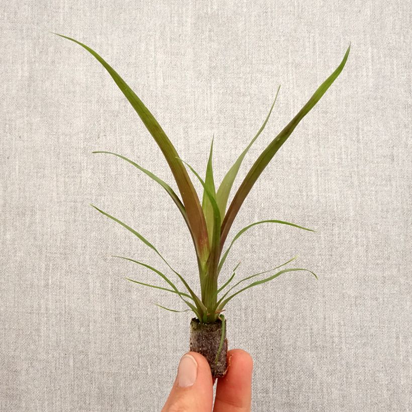 Guzmania  Loja Root ball 5cm x 7cm sample as delivered in spring