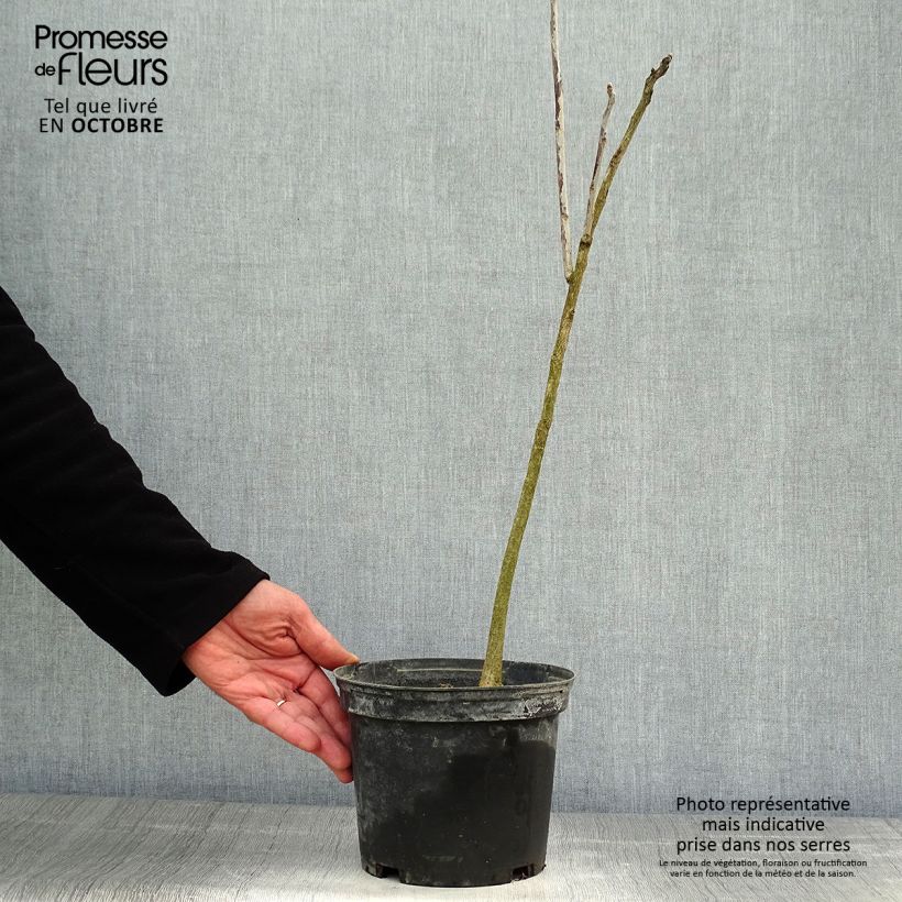 Gymnocladus dioica 3L/4L pot sample as delivered in autumn