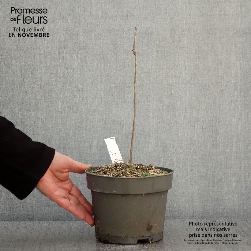 Gymnocladus dioica 2L/3L pot sample as delivered in autumn