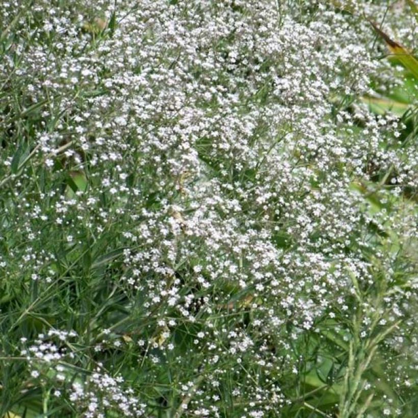 Gypsophila paniculata White Festival (Plant habit)