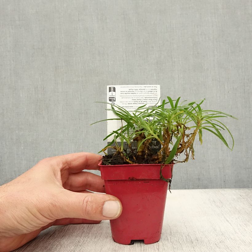 Gypsophila paniculata White Festival 8/9 cm pot sample as delivered in autumn