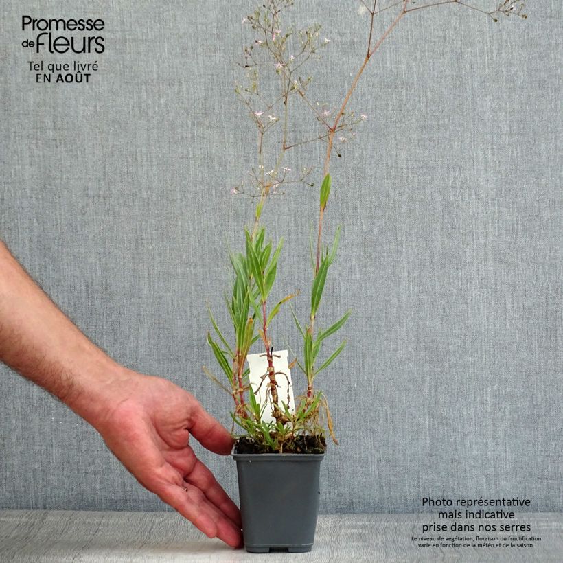Gypsophila pacifica 8/9 cm pot sample as delivered in summer