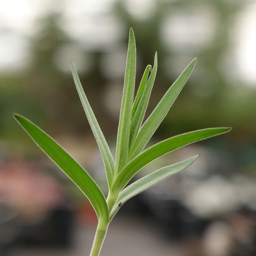 Gypsophila paniculata Schneeflocke (Foliage)