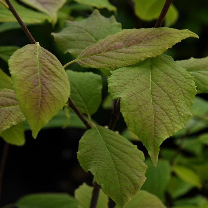 Halesia carolina - Carolina Silverbell (Foliage)