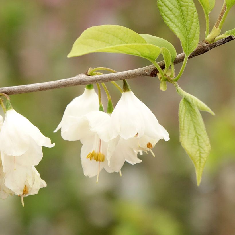 Halesia carolina - Carolina Silverbell (Flowering)