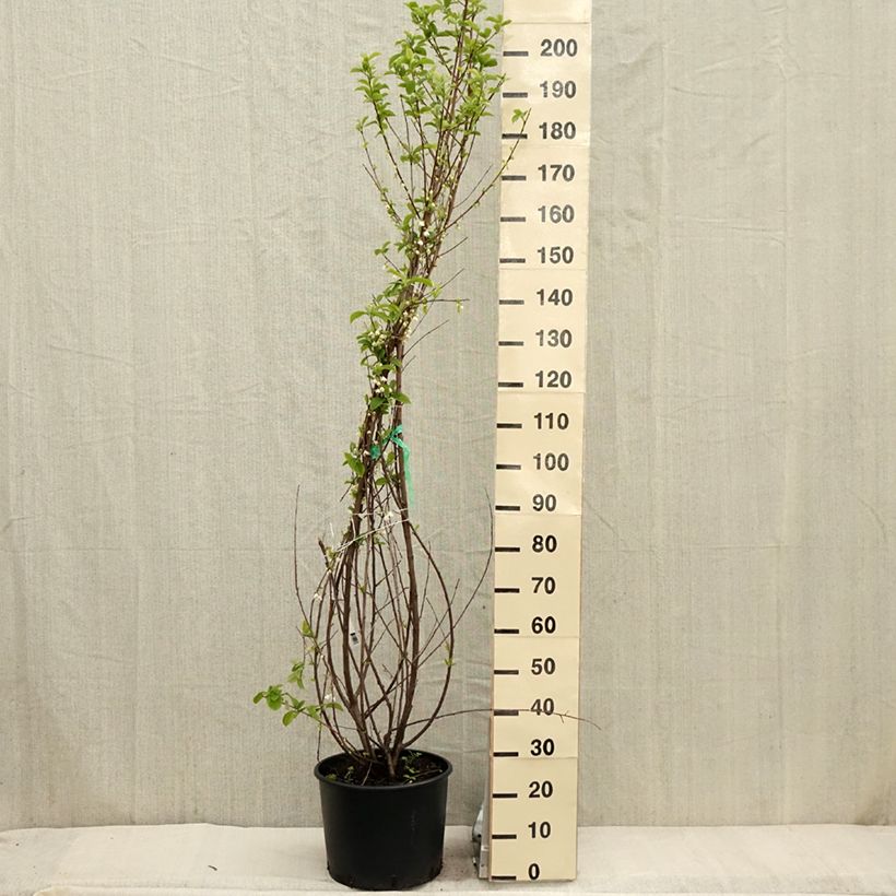 Halesia carolina - Carolina Silverbell 18L/20L potShipped height around 125/150cm sample as delivered in spring