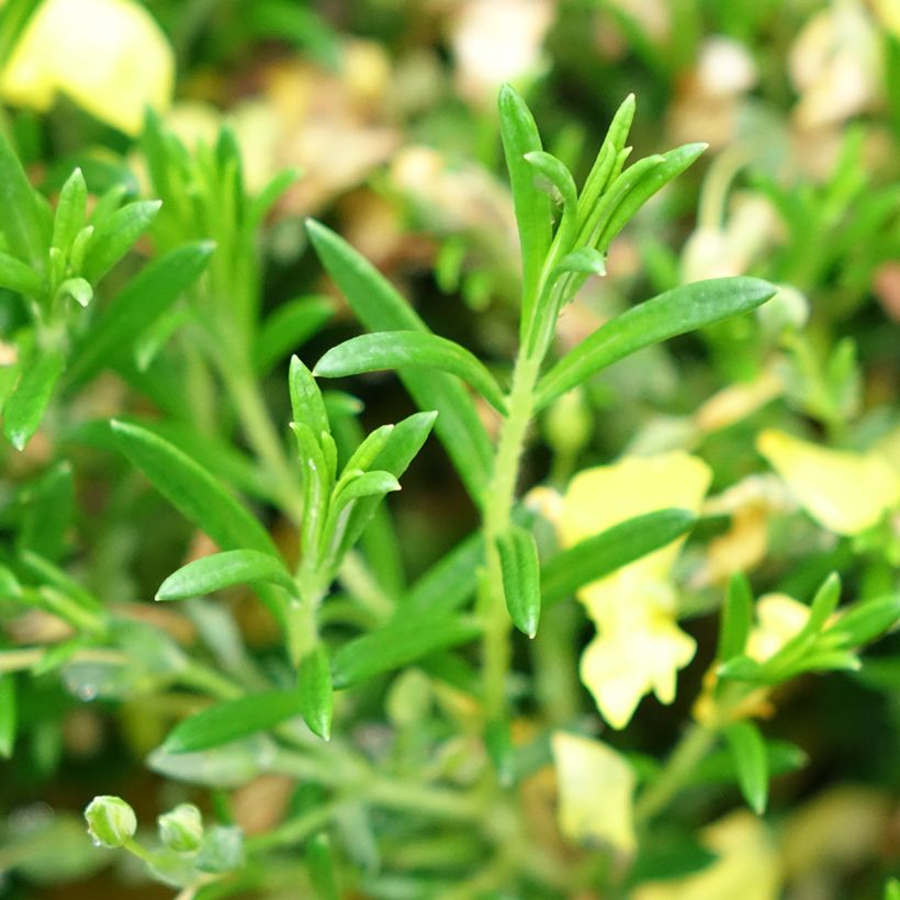 Halimium April Sun (Foliage)