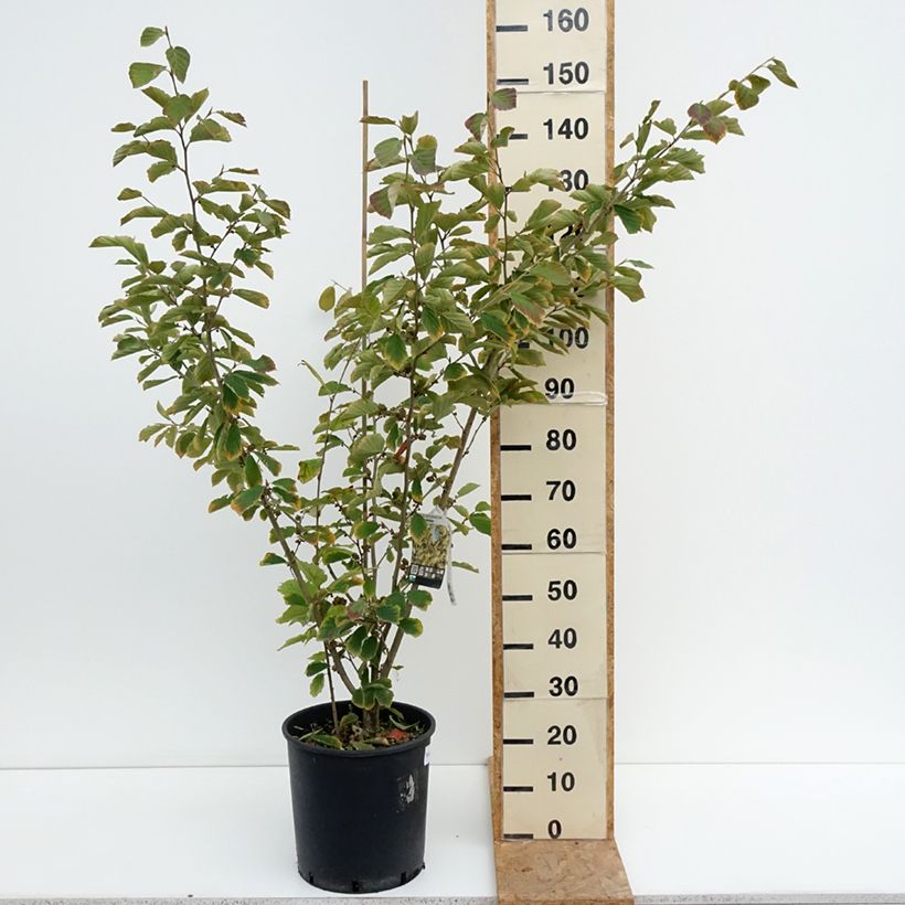Hamamelis intermedia Arnold Promise - Witch Hazel 18L/20L pot sample as delivered in summer