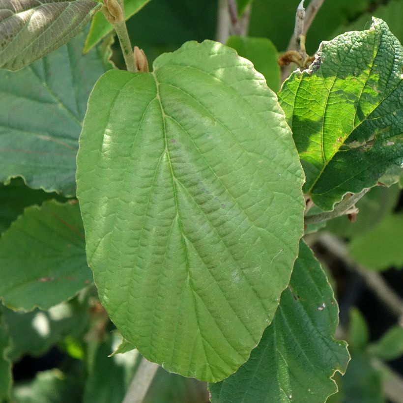 Hamamelis intermedia Feuerzauber - Witch Hazel (Foliage)