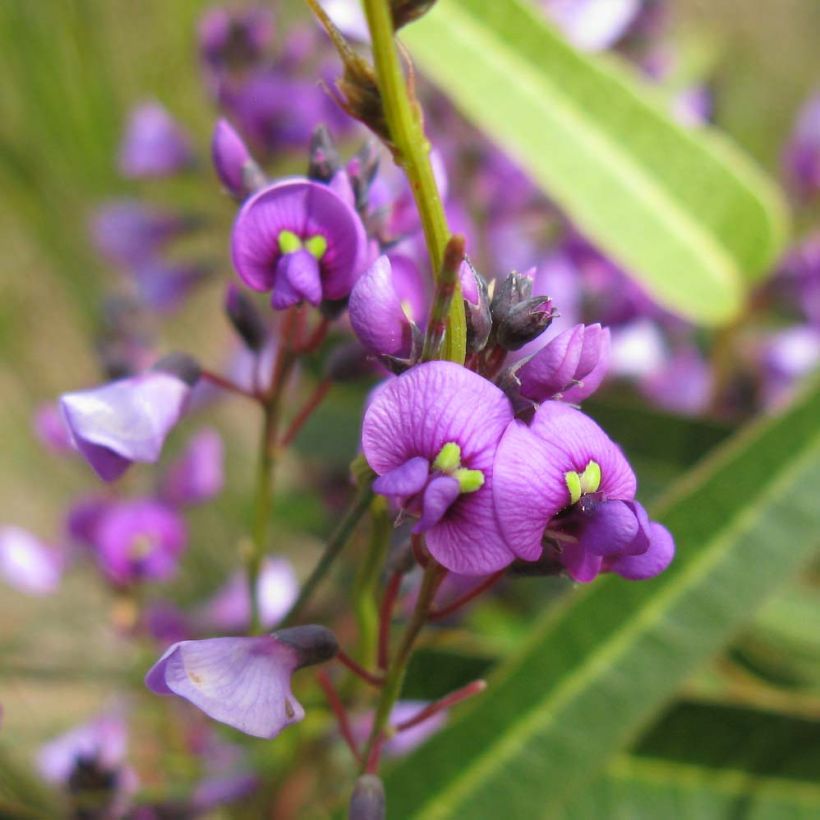 Hardenbergia violacea - Vine Lilac (Flowering)