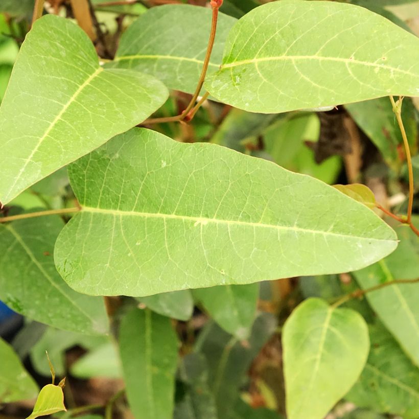 Hardenbergia violacea - Vine Lilac (Foliage)