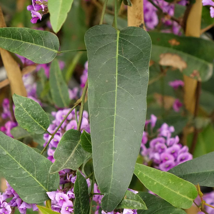 Hardenbergia violacea - Vine Lilac (Foliage)