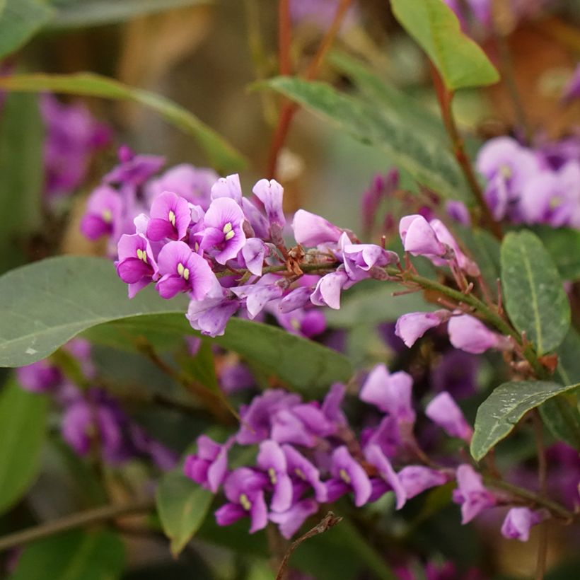 Hardenbergia violacea - Vine Lilac (Flowering)
