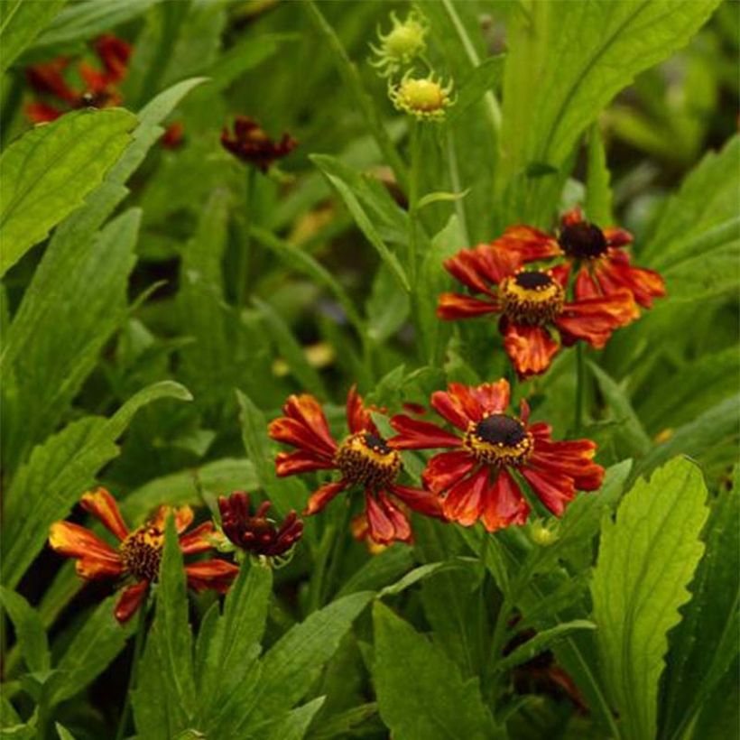 Helenium Flammendes Katchen - Sneezeweed (Flowering)