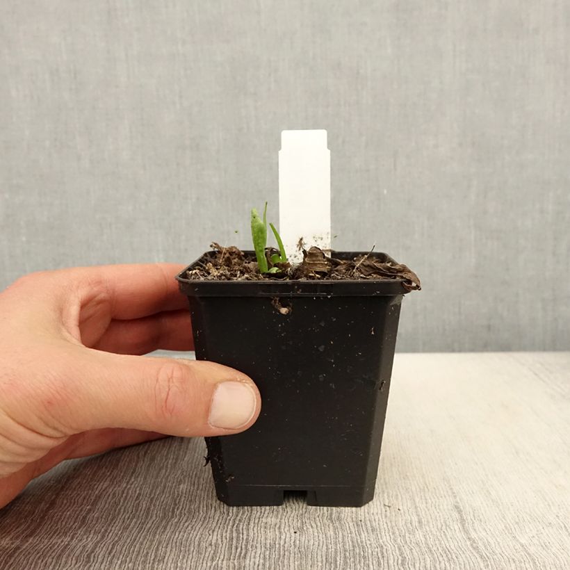 Helenium Kupferzwerg 8/9 cm potShipped height around 10/15cm sample as delivered in spring