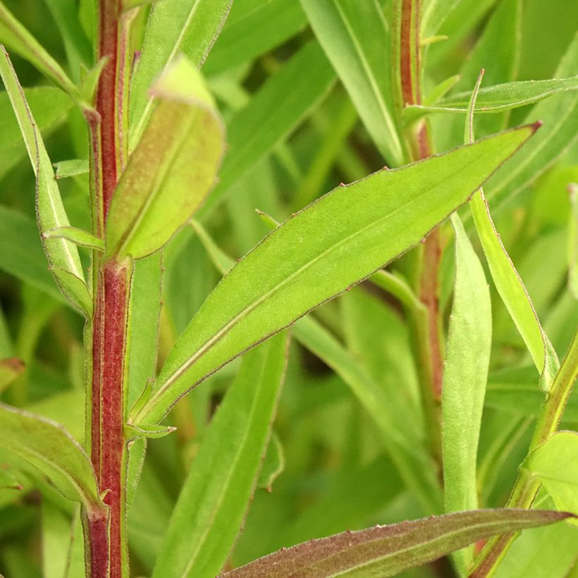 Helenium Red Jewel (Foliage)