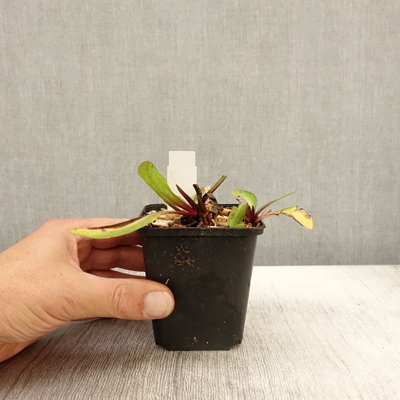 Helenium Sahins Early Flowerer 8/9 cm pot sample as delivered in autumn