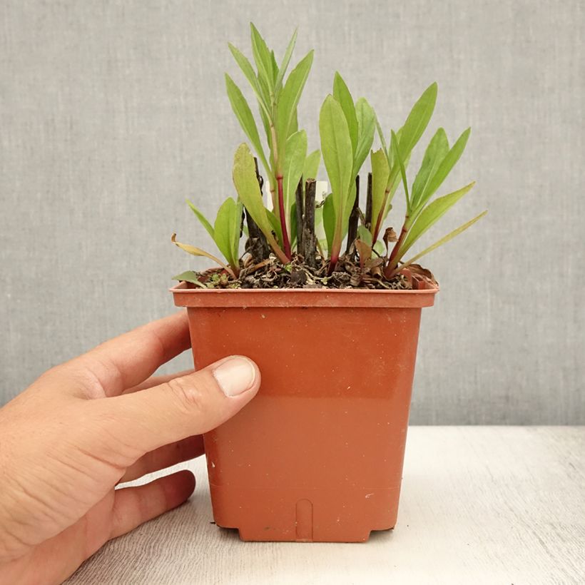 Helenium Sahins Early Flowerer 1.5L/2L pot sample as delivered in summer