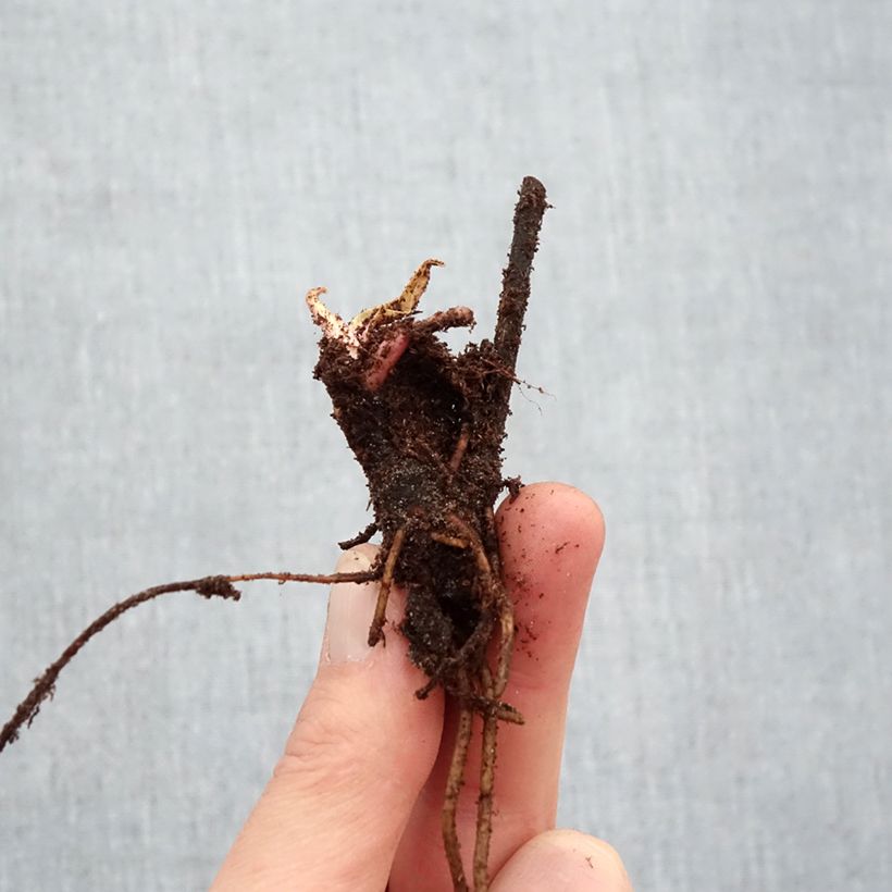 Helenium Sahins Early Flowerer Bare root sample as delivered in winter