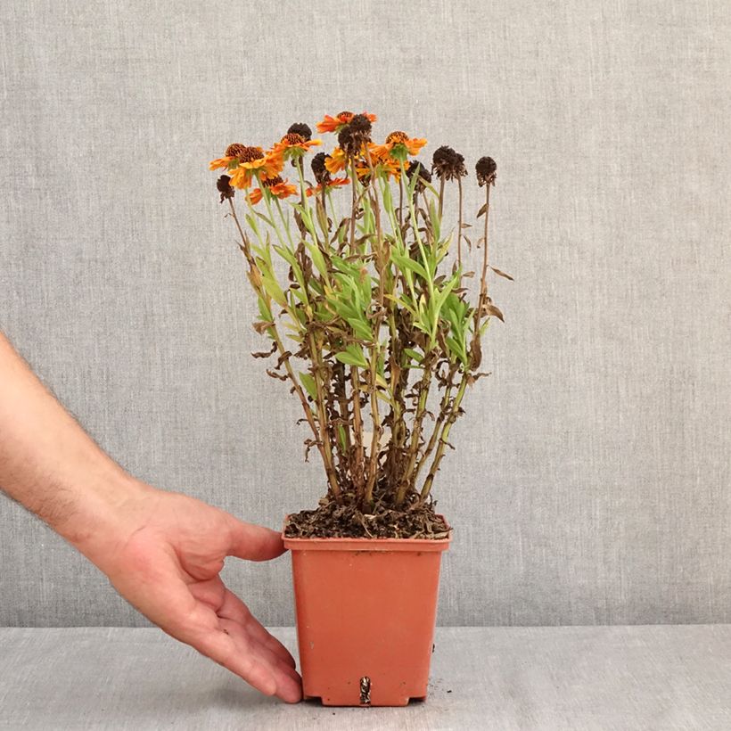 Helenium autumnale Short and Sassy 1L/1.5L pot sample as delivered in summer
