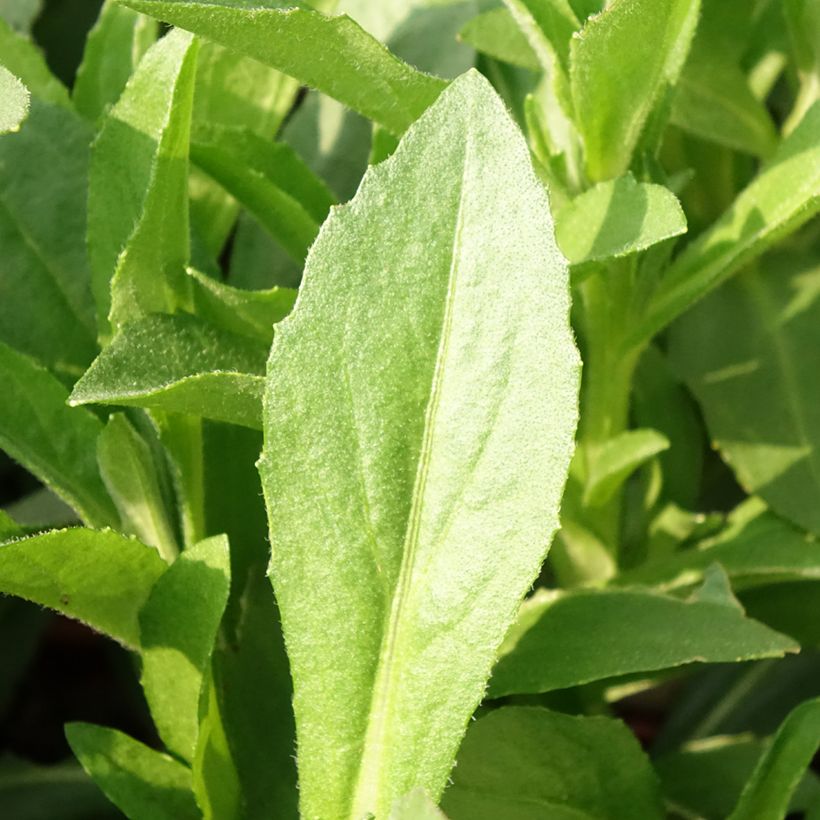 Helenium autumnale Short and Sassy (Foliage)