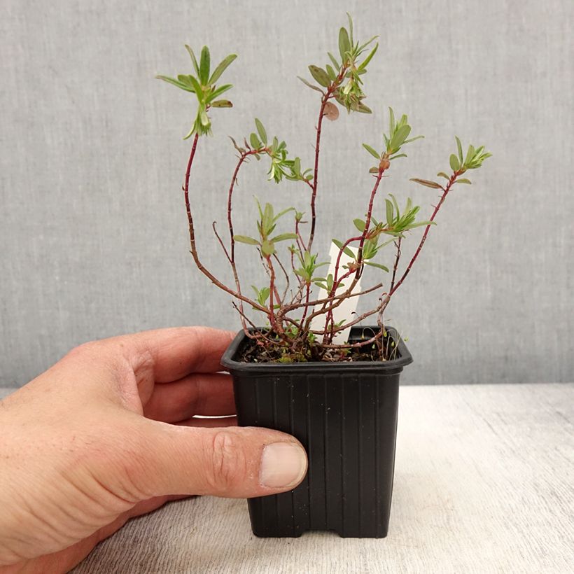 Helianthemum Ben Alder - Rock Rose 8/9 cm pot sample as delivered in spring