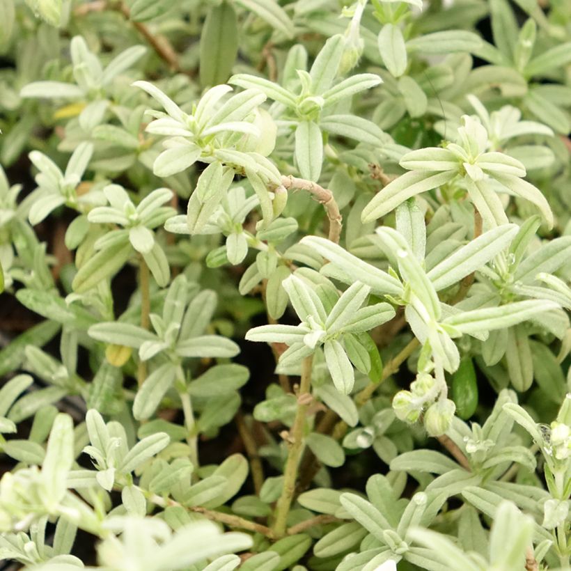 Helianthemum Fire Dragon - Rock Rose (Foliage)