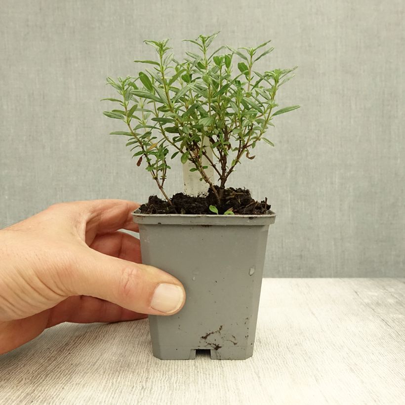 Helianthemum Sulphureum Plenum - Rock Rose 8/9 cm pot sample as delivered in autumn