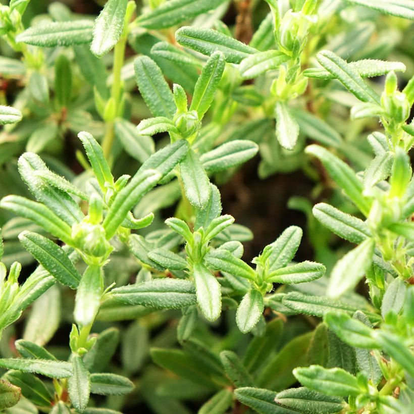 Helianthemum Sulphureum Plenum - Rock Rose (Foliage)