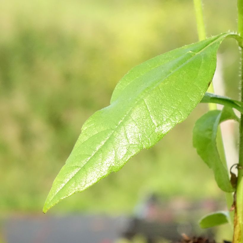 Helianthi - Helianthus strumosus (Foliage)