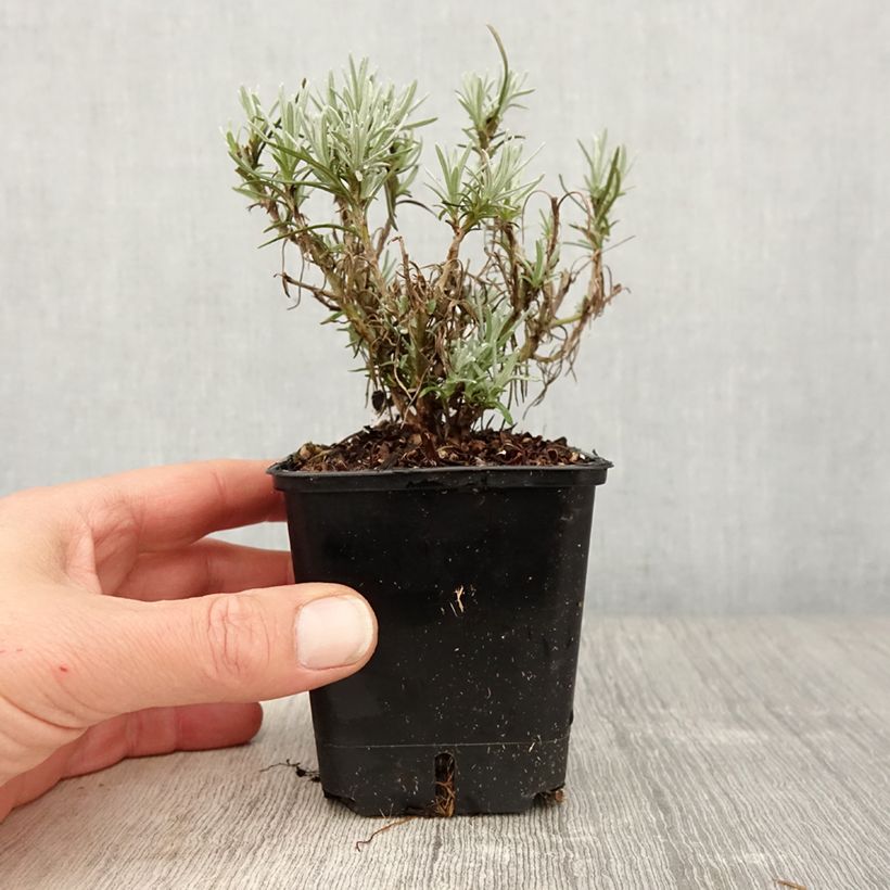 Helichrysum angustifolium Tall Curry - Plante curry Godet de 8/9 cm sample as delivered in spring