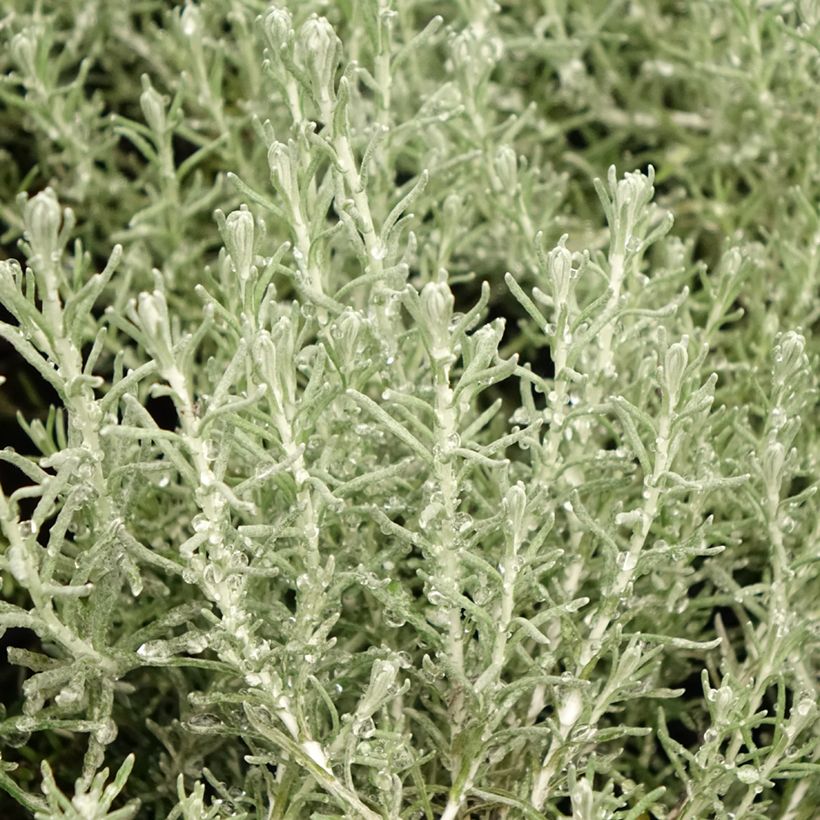 Helichrysum italicum subsp. microphyllum Aladin (Foliage)