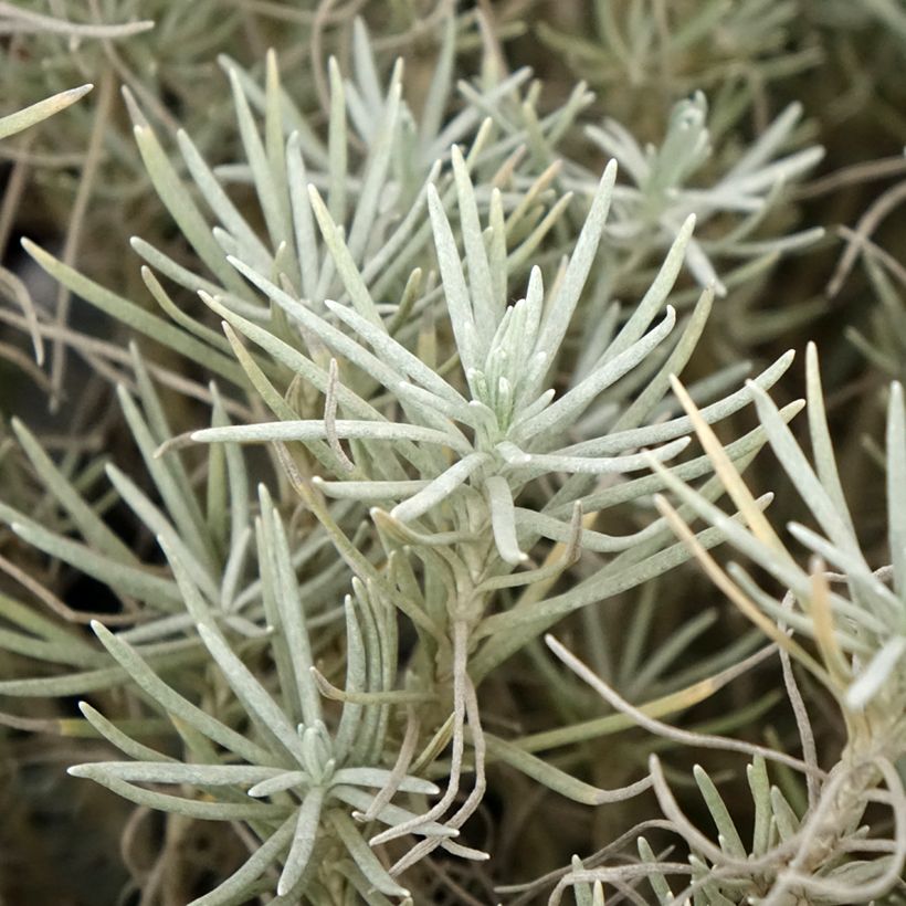 Helichrysum italicum subsp. serotinum (Foliage)