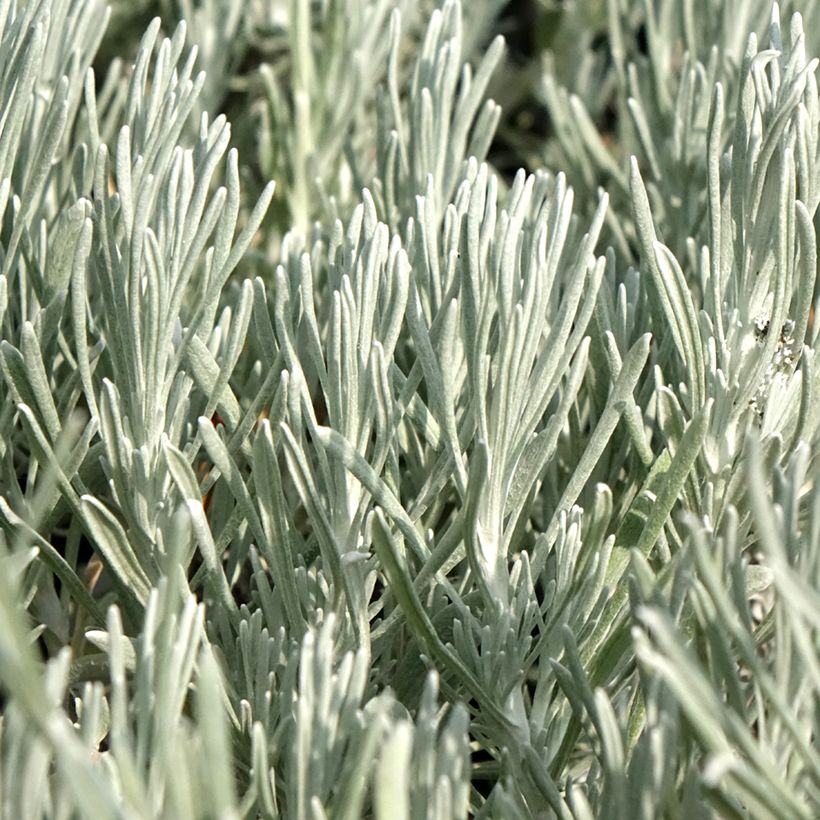 Helichrysum italicum Weisses Wunder (Foliage)