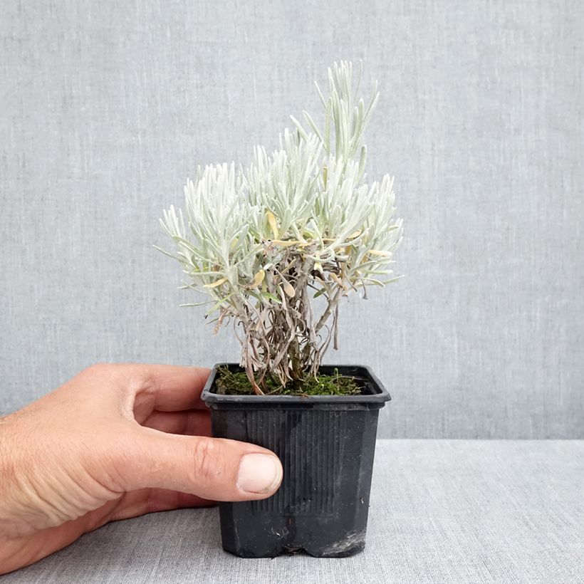 Helichrysum italicum Weisses Wunder 8/9 cm pot sample as delivered in spring